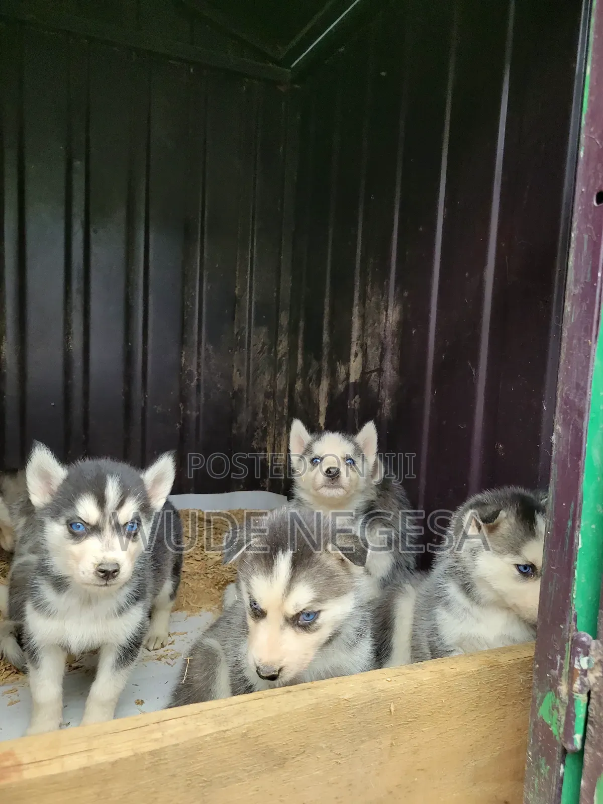 1-3 months Male Purebred Siberian Husky