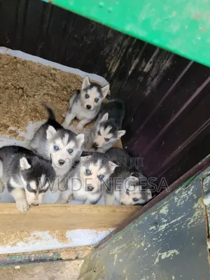 1-3 months Male Purebred Siberian Husky