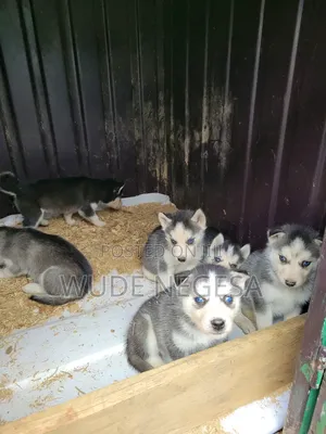 1-3 months Male Purebred Siberian Husky