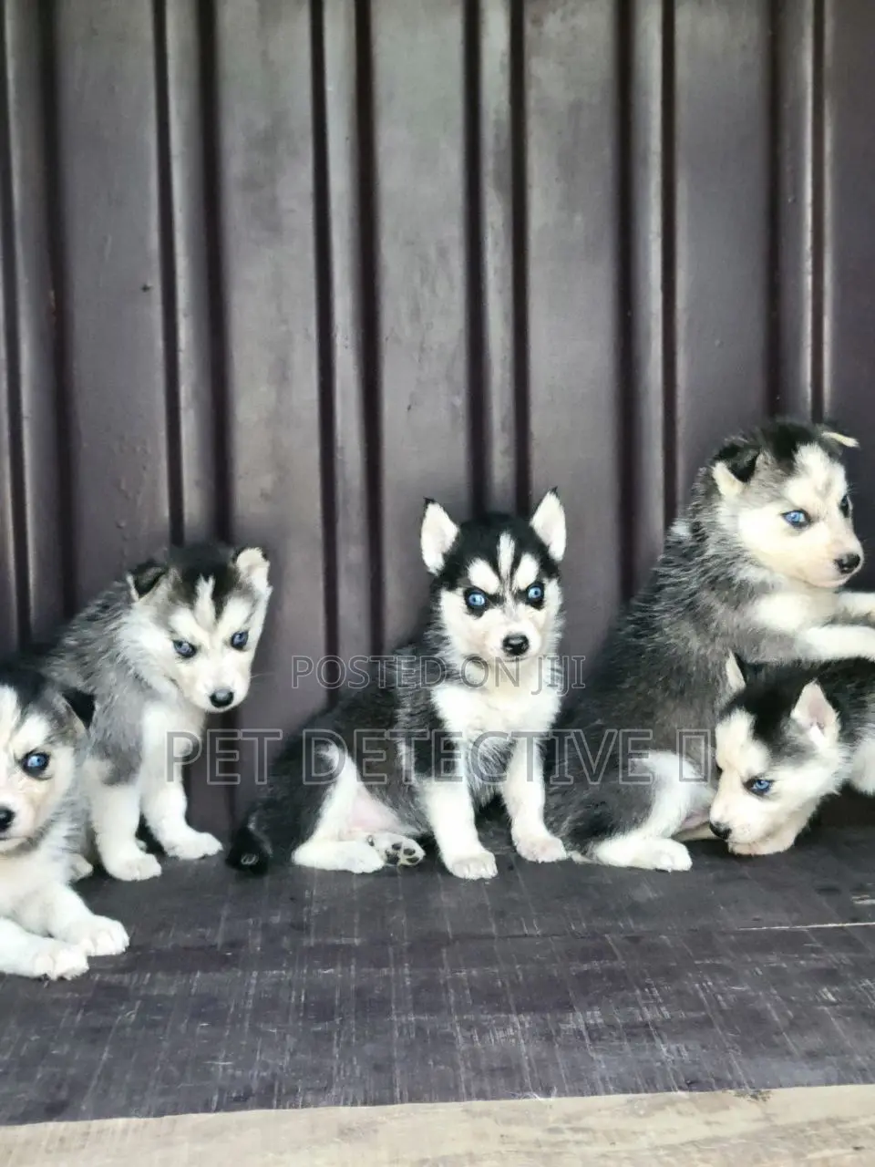 1-3 months Male Purebred Siberian Husky
