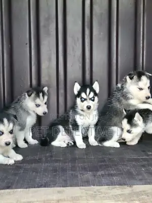 Photo - 1-3 months Male Purebred Siberian Husky