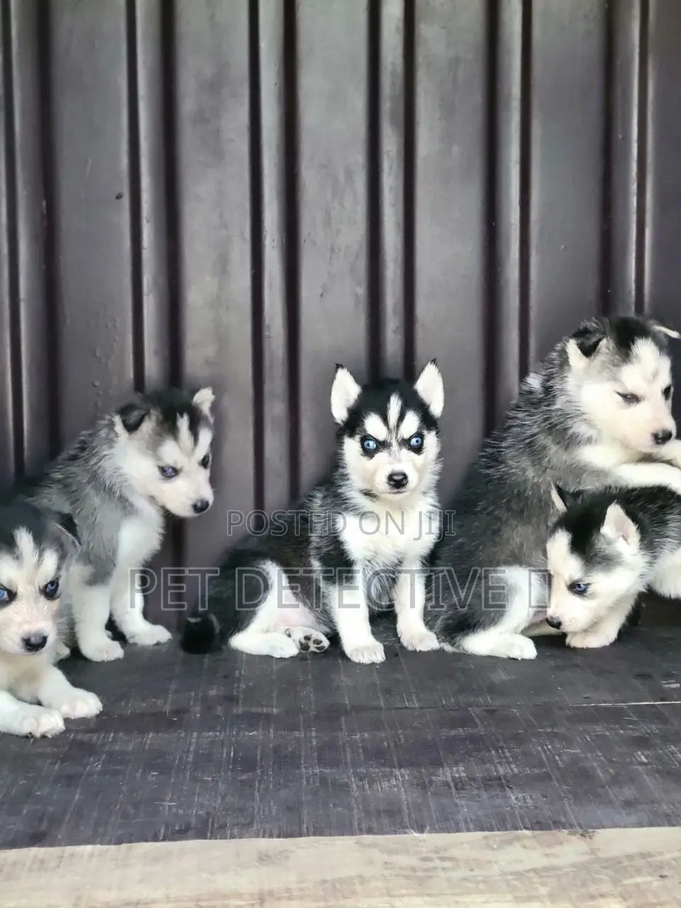 1-3 months Male Purebred Siberian Husky