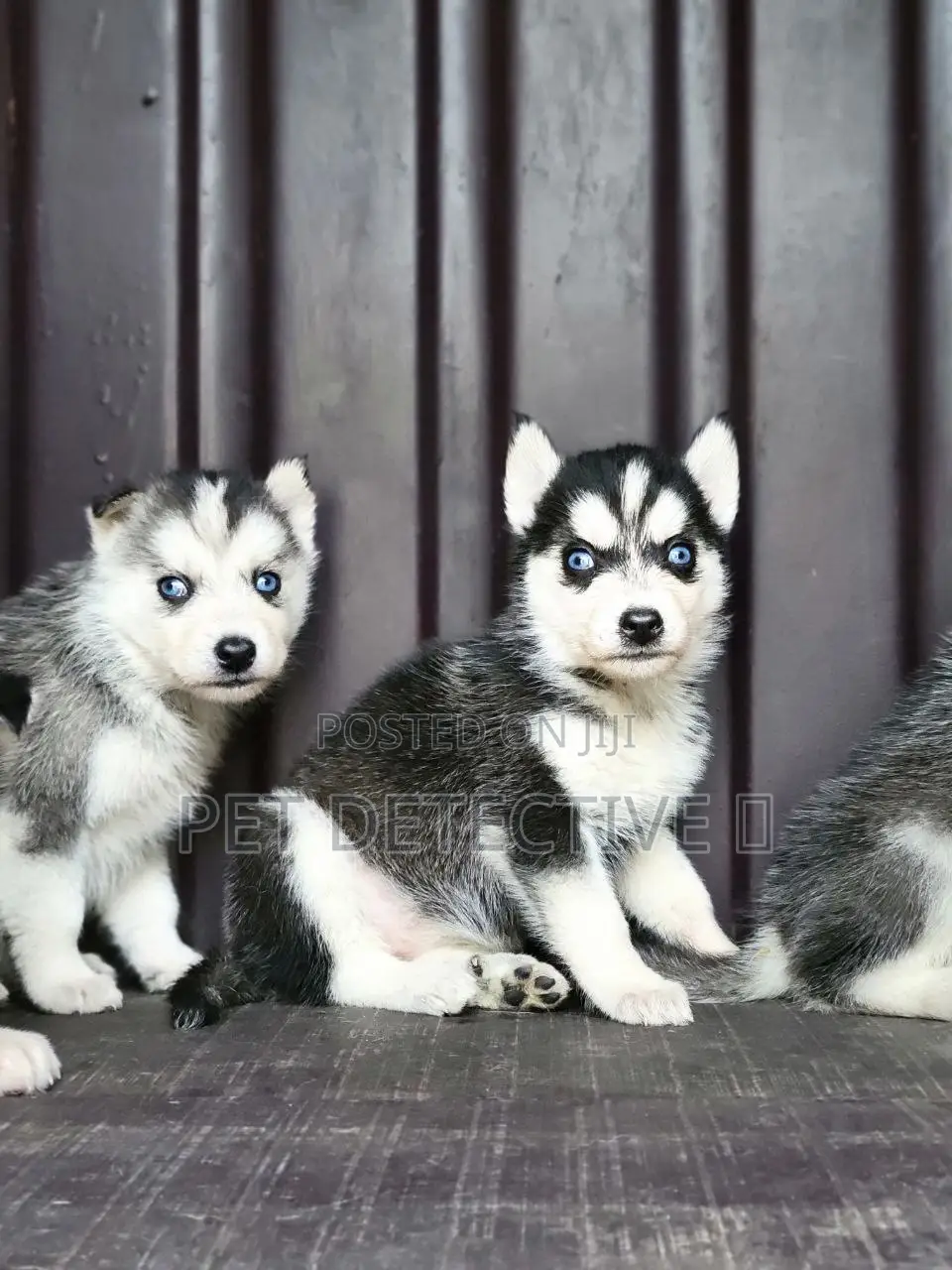 1-3 months Male Purebred Siberian Husky