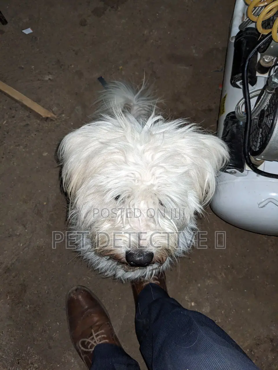 1-3 months Male Purebred Shih Tzu