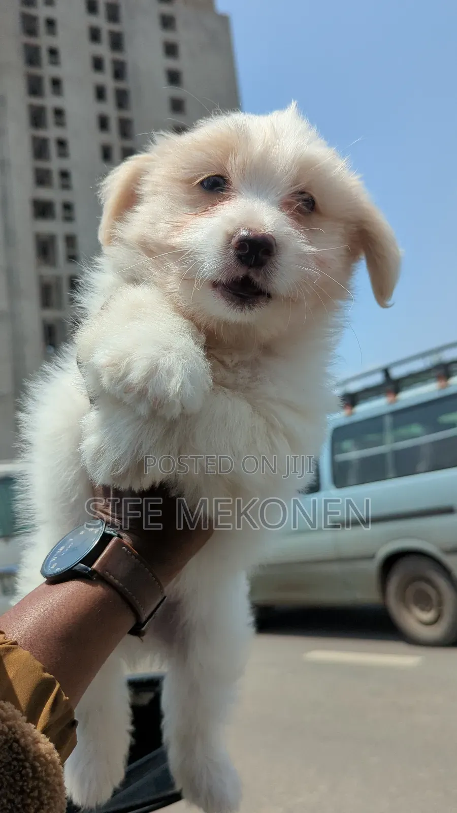 1-3 months Male Purebred Maltese
