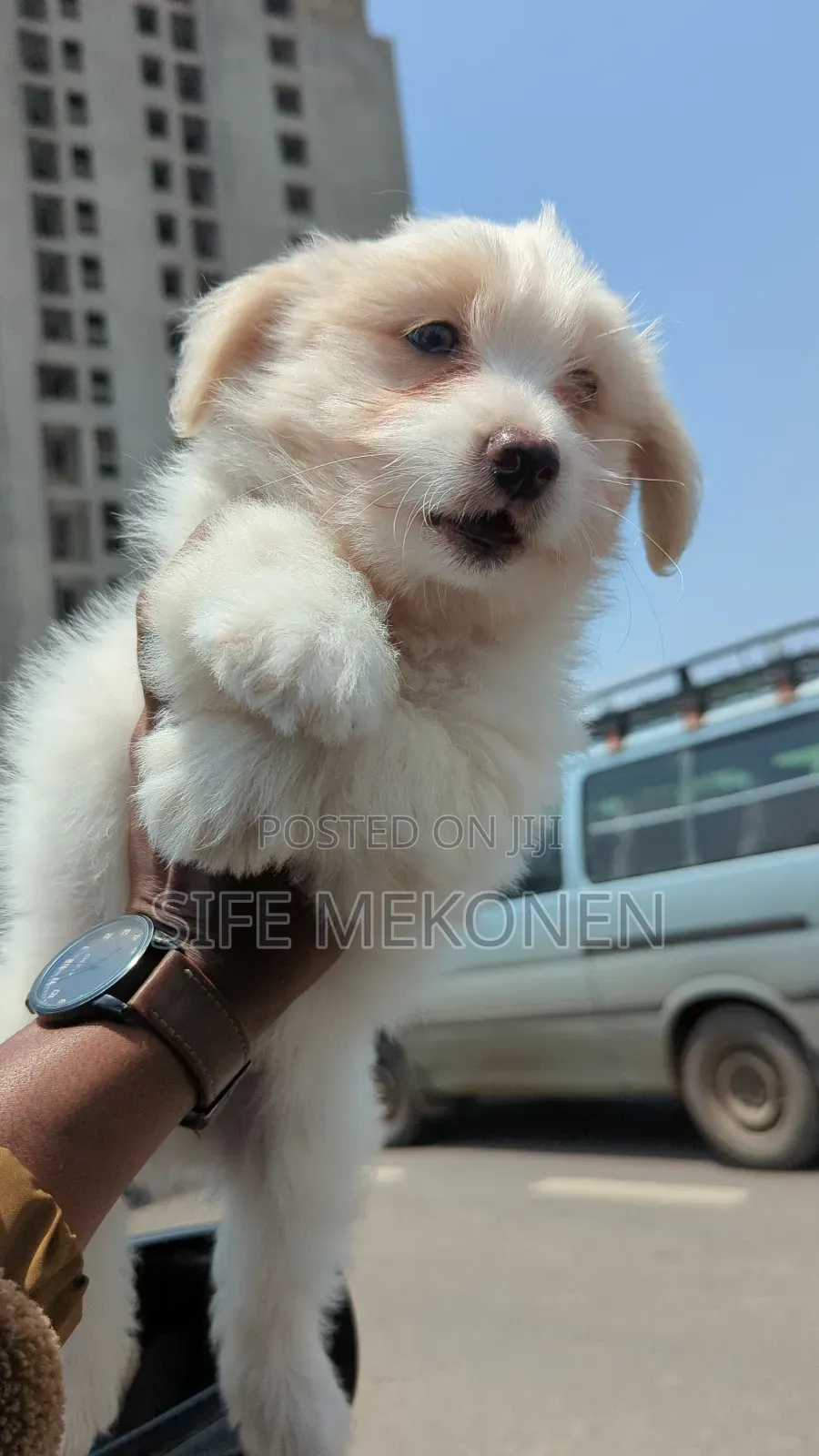 1-3 months Male Purebred Maltese