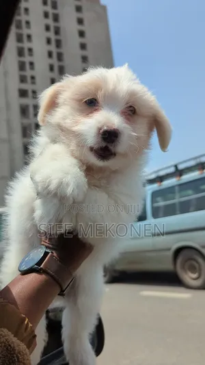 1-3 months Male Purebred Maltese
