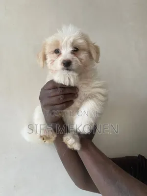 1-3 months Male Purebred Maltese