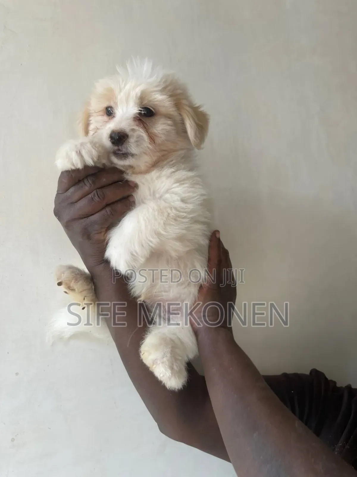 1-3 months Male Purebred Maltese