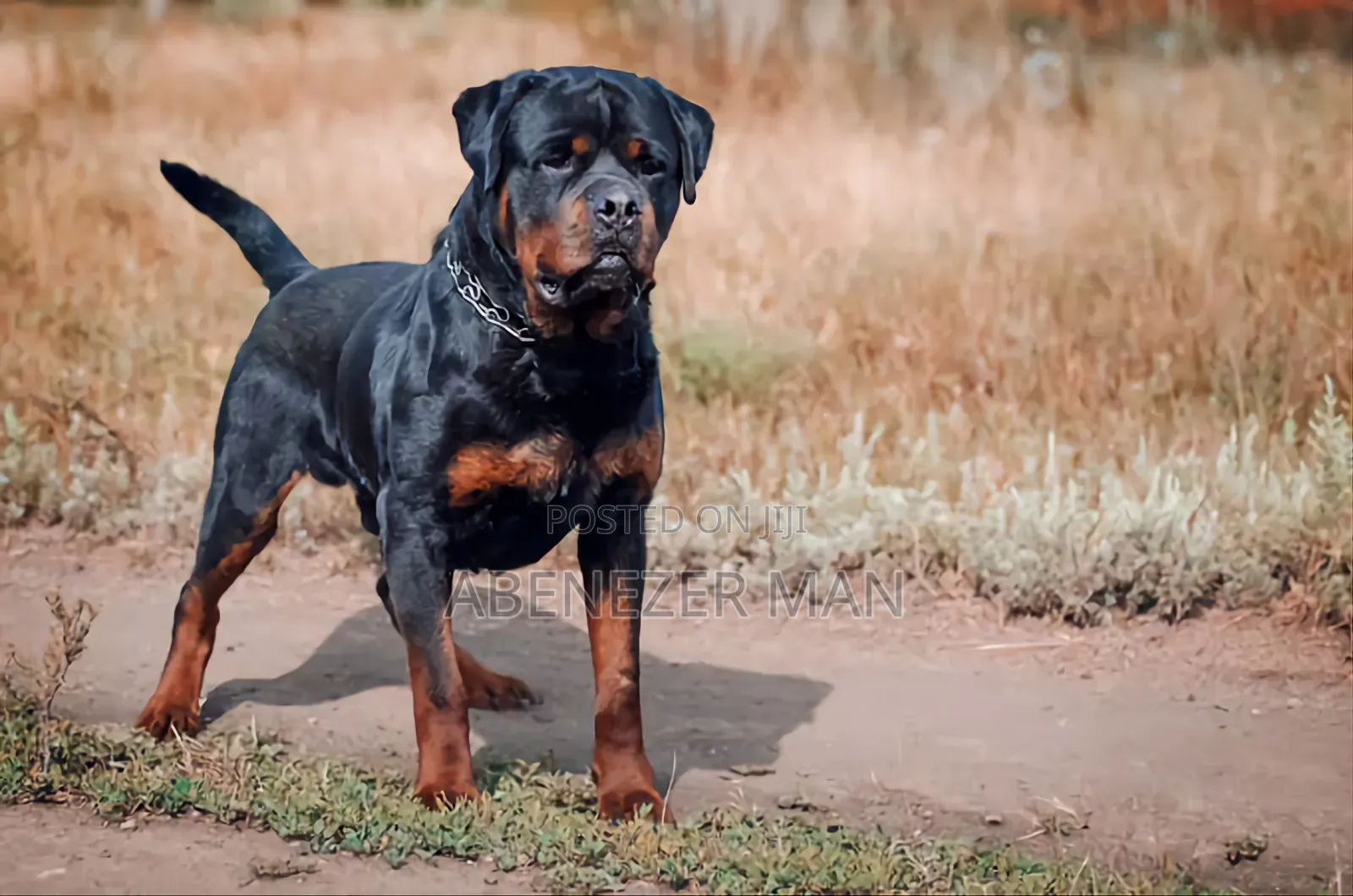 0-1 month Male Purebred Rottweiler