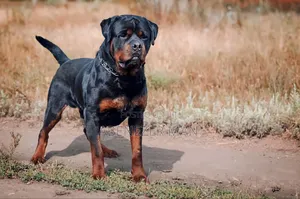 Photo - 0-1 month Male Purebred Rottweiler