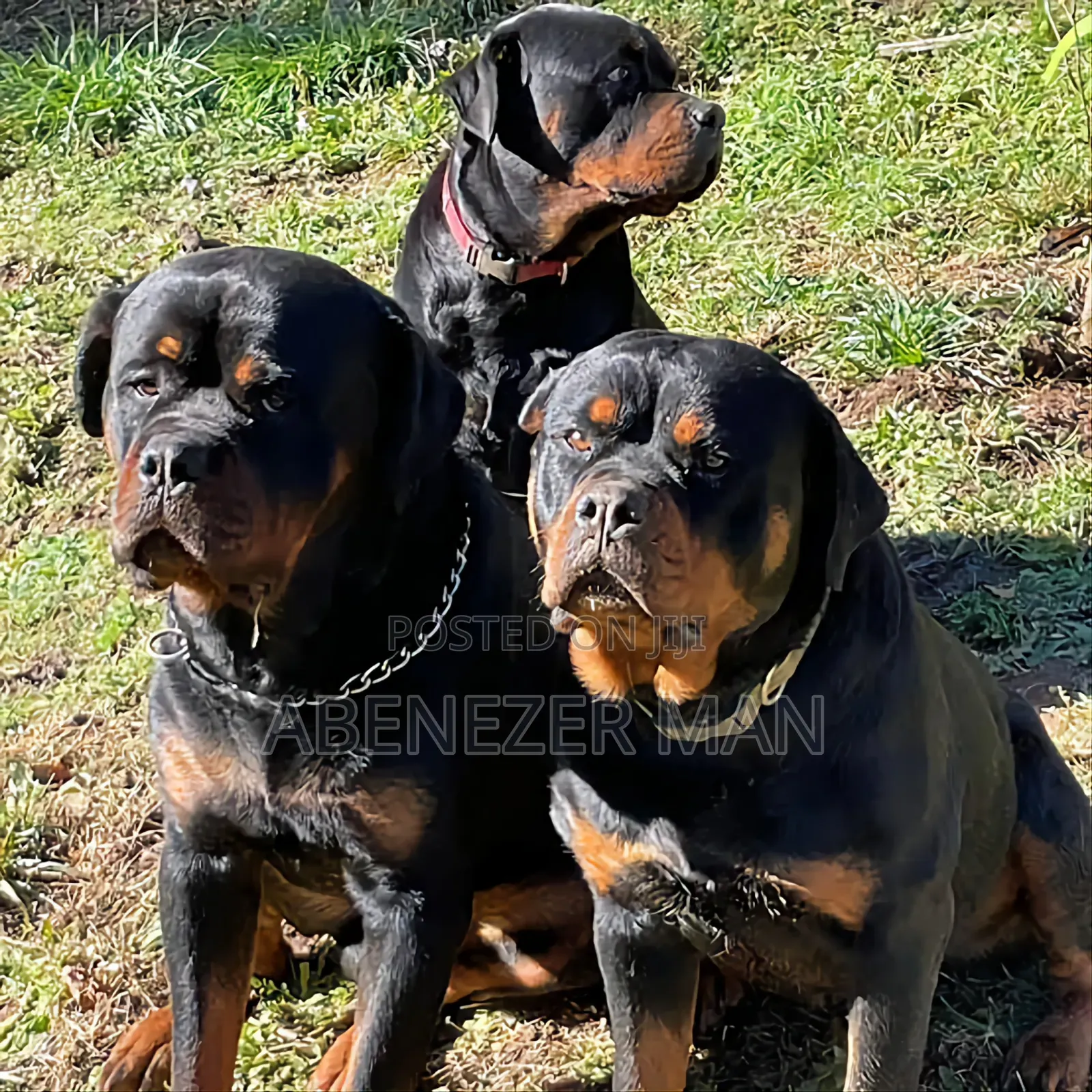 0-1 month Male Purebred Rottweiler