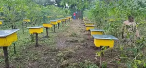 Photo - Modern Bee Hive