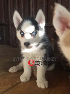 1-3 months Female Purebred Siberian Husky