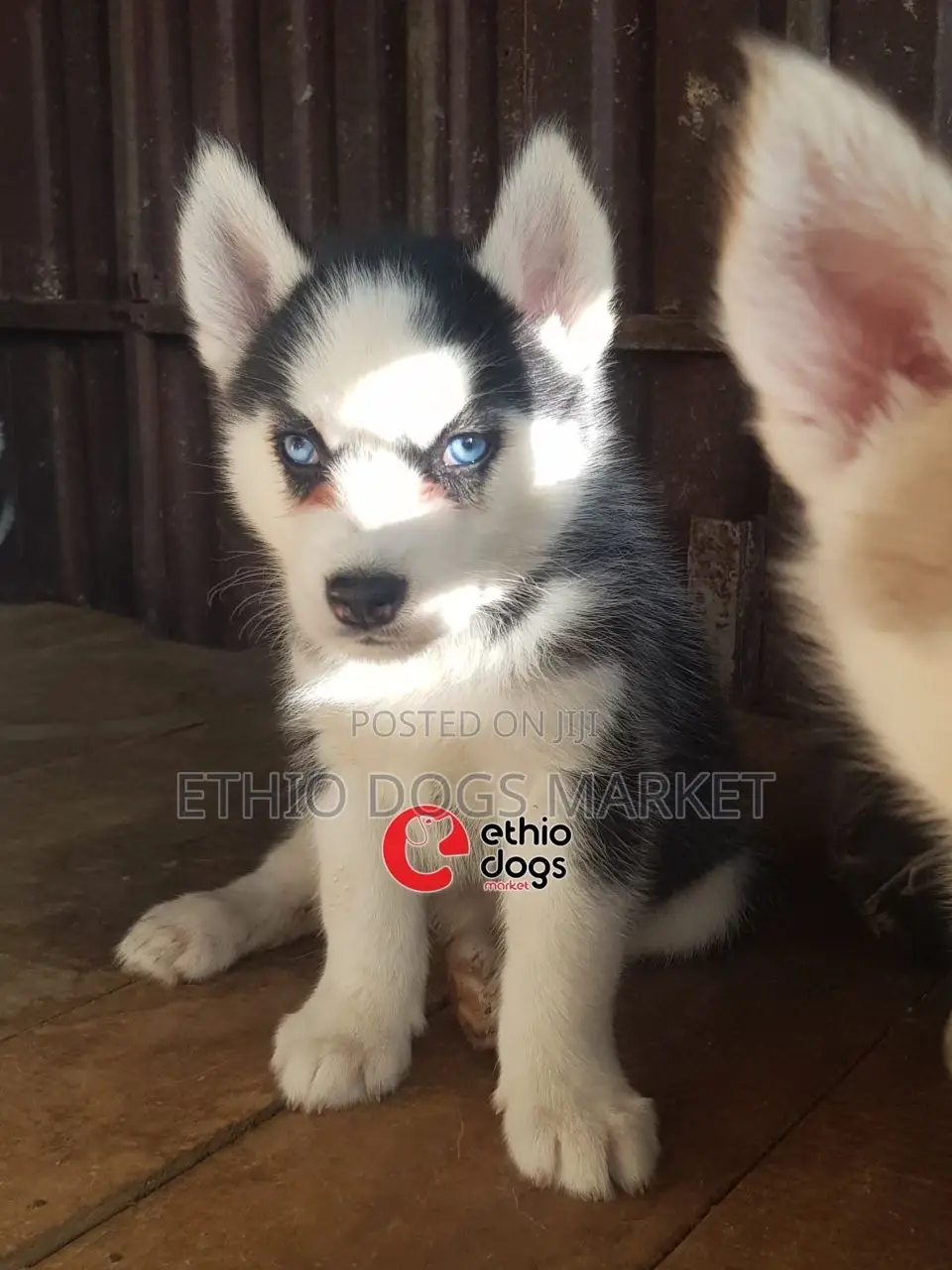 1-3 months Female Purebred Siberian Husky