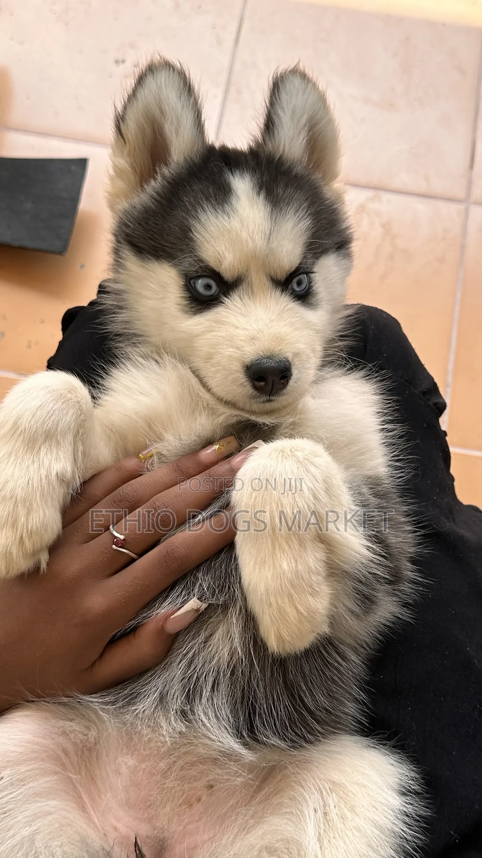 1-3 months Female Purebred Siberian Husky