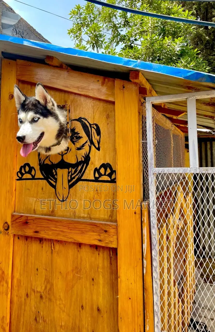 1-3 months Female Purebred Siberian Husky