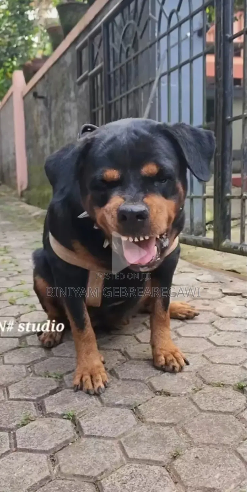 1-3 months Male Purebred German Shepherd