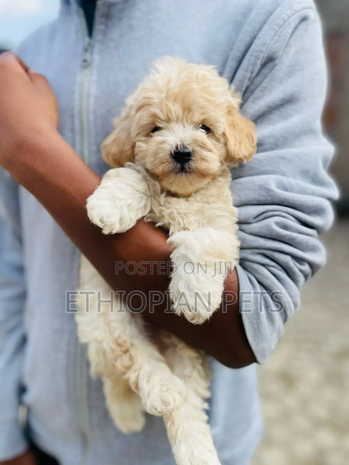1-3 months Male Purebred Poodle