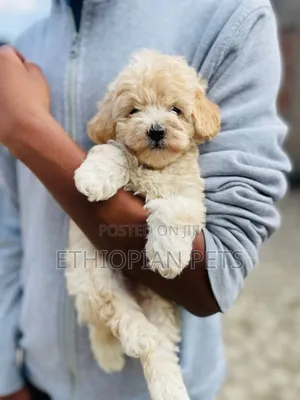 Photo - 1-3 months Male Purebred Poodle
