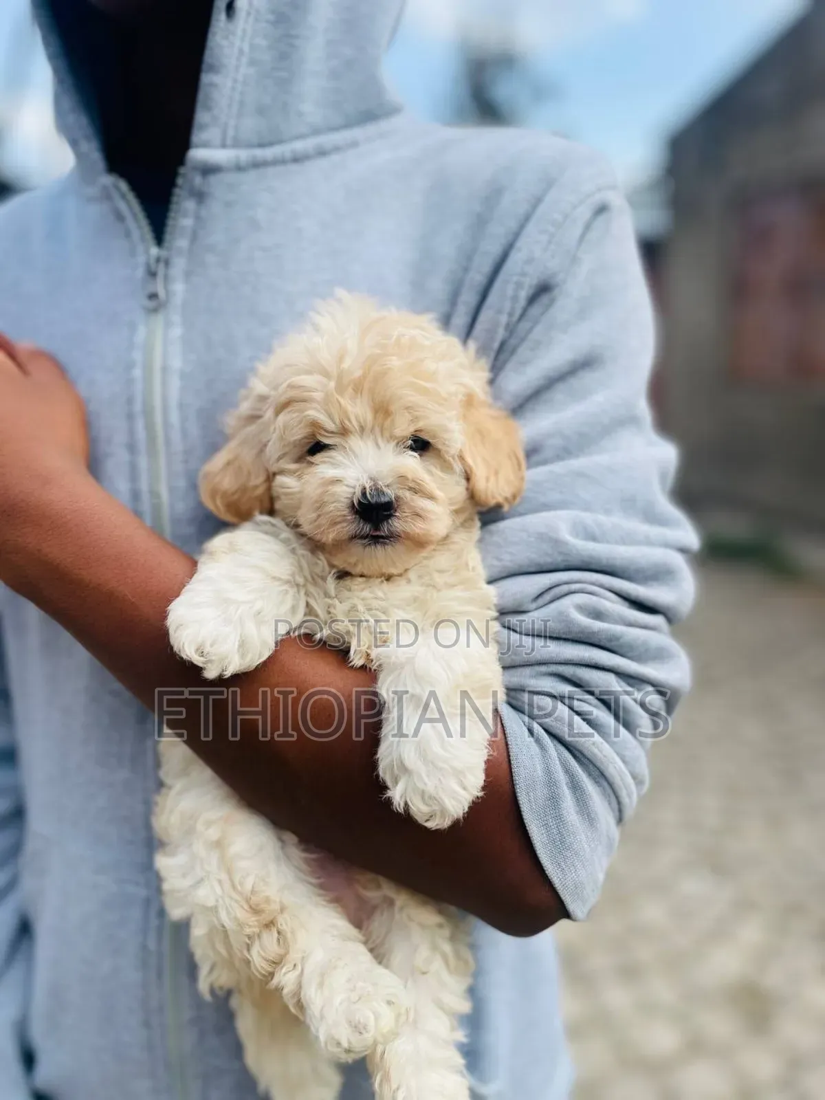 1-3 months Male Purebred Poodle