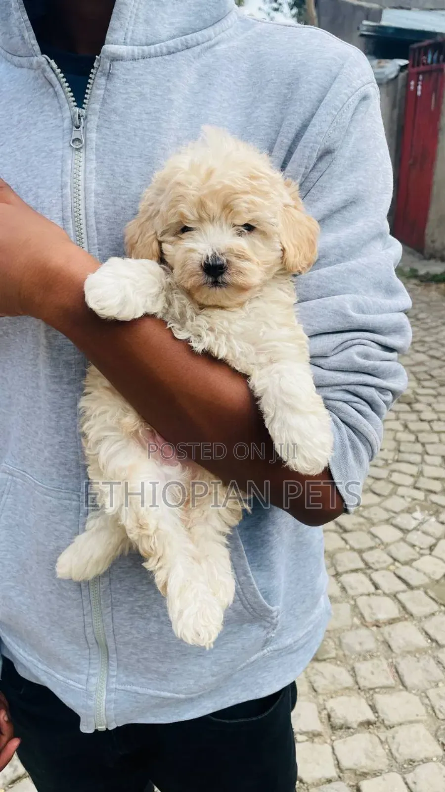 1-3 months Male Purebred Poodle