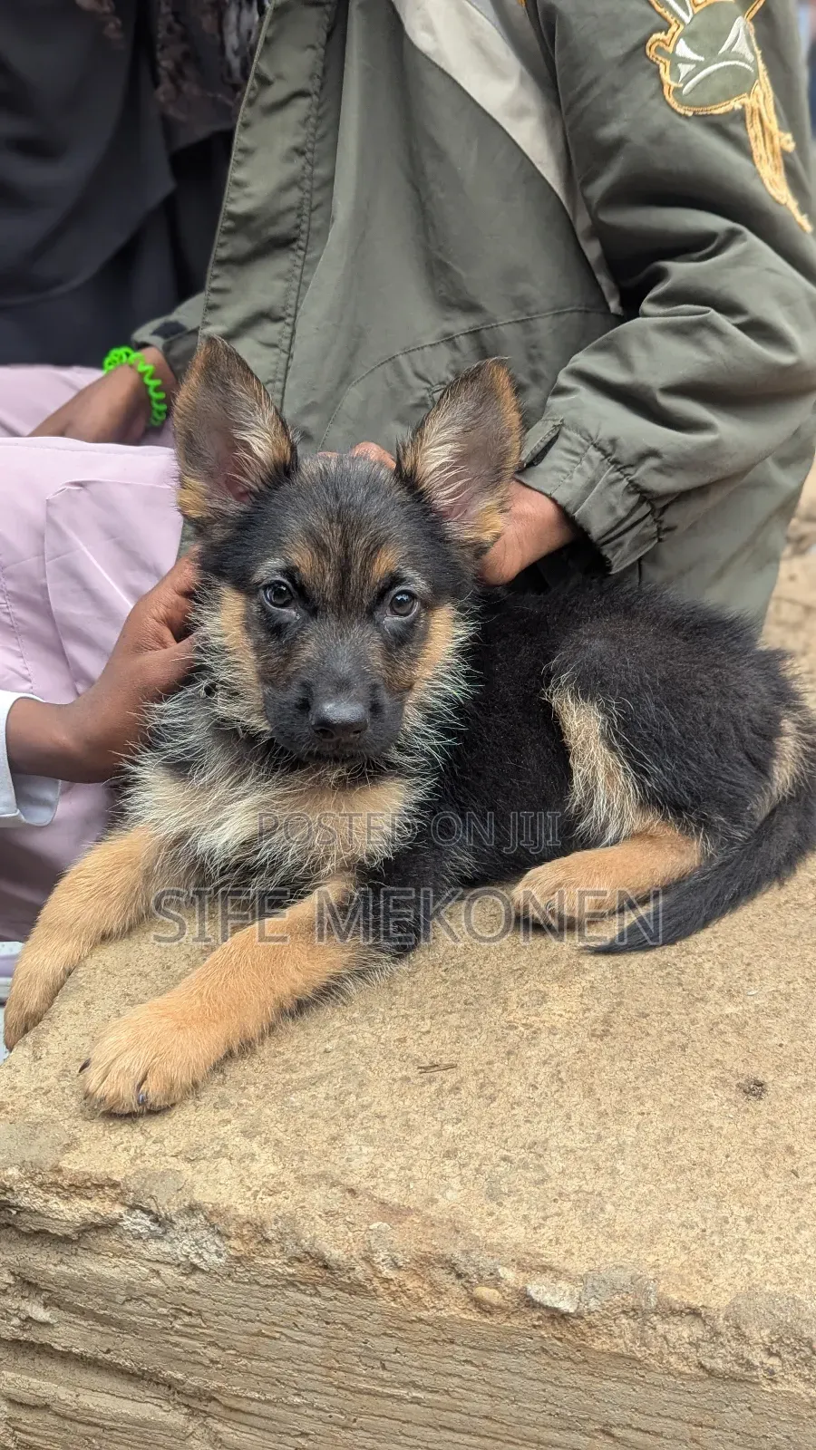 1-3 months Male Purebred German Shepherd