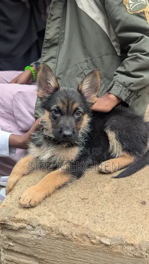 Photo - 1-3 months Male Purebred German Shepherd