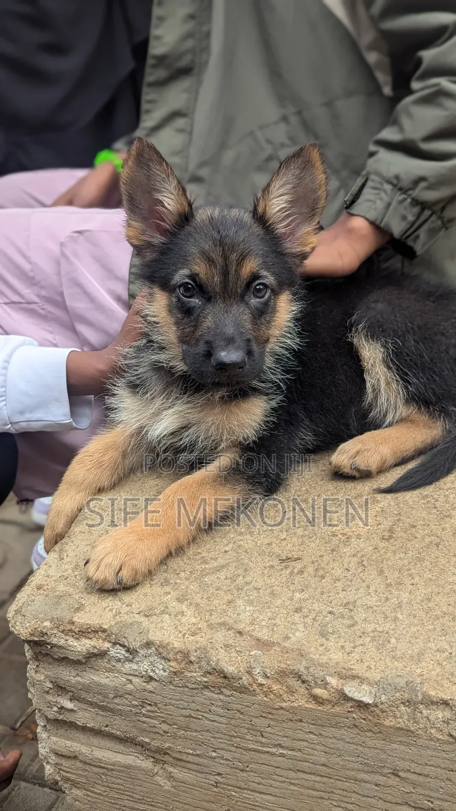 1-3 months Male Purebred German Shepherd