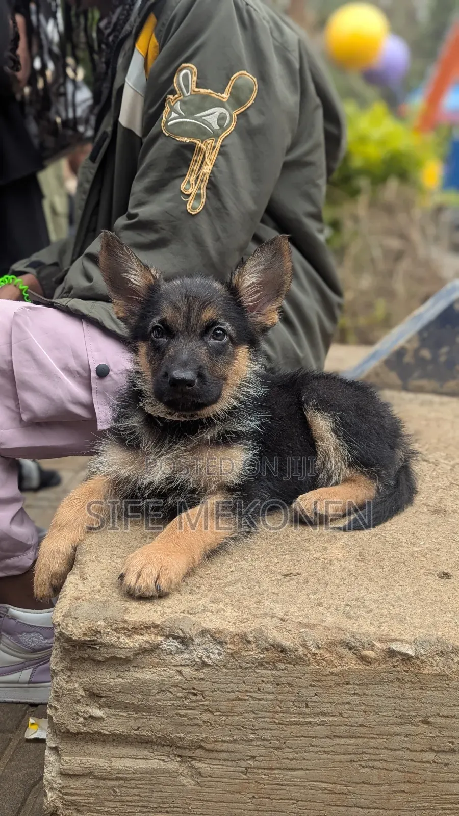 1-3 months Male Purebred German Shepherd