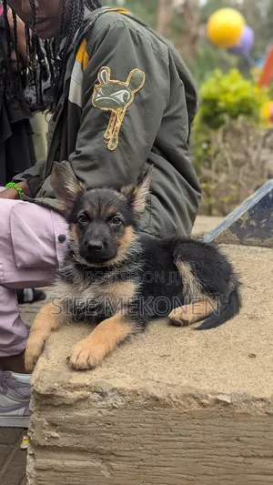 1-3 months Male Purebred German Shepherd