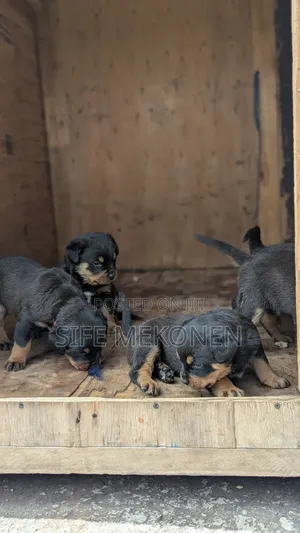 Photo - 1-3 months Male Purebred Rottweiler