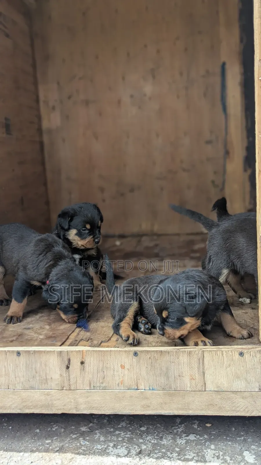 1-3 months Male Purebred Rottweiler