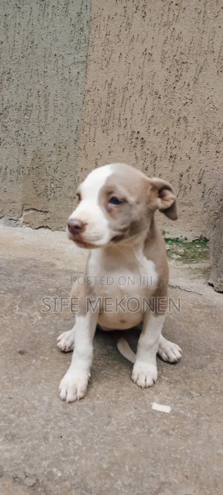 1-3 months Male Purebred American Pit Bull Terrier