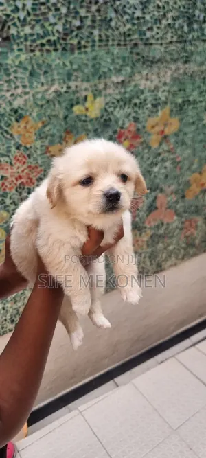 1-3 months Male Purebred Maltese