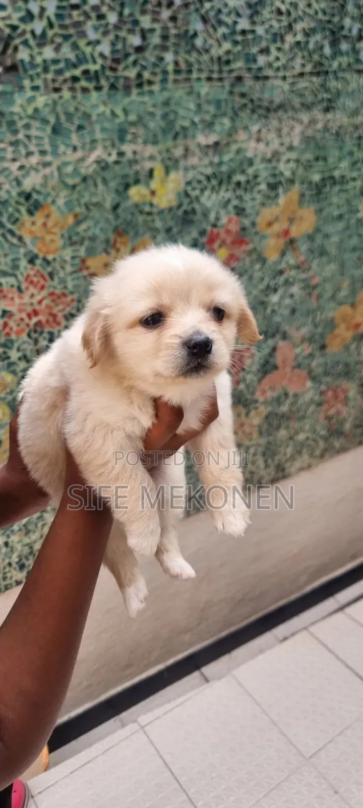 1-3 months Male Purebred Maltese