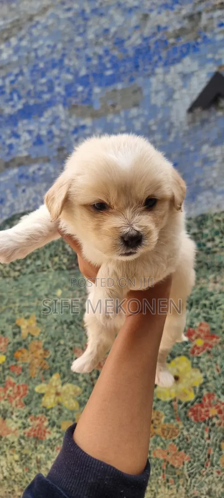 1-3 months Male Purebred Maltese