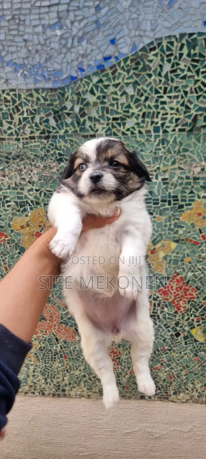 1-3 months Male Purebred Maltese