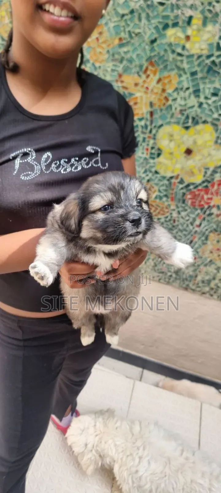1-3 months Male Purebred Maltese