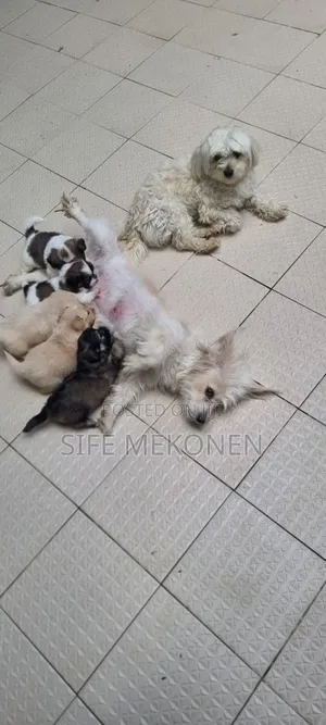 Photo - 1-3 months Male Purebred Maltese