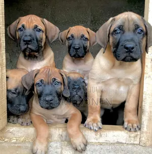 Photo - 1-3 months Male Purebred Boerboel