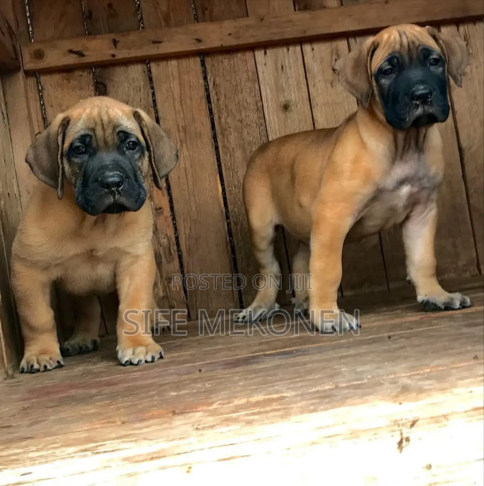 1-3 months Male Purebred Boerboel