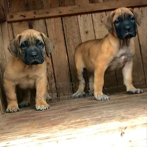 1-3 months Male Purebred Boerboel