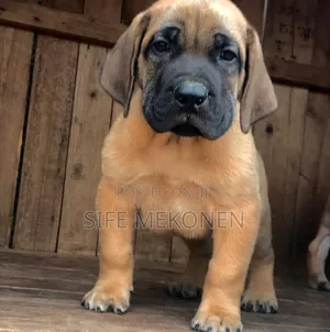1-3 months Male Purebred Boerboel