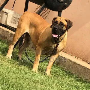 1-3 months Male Purebred Boerboel