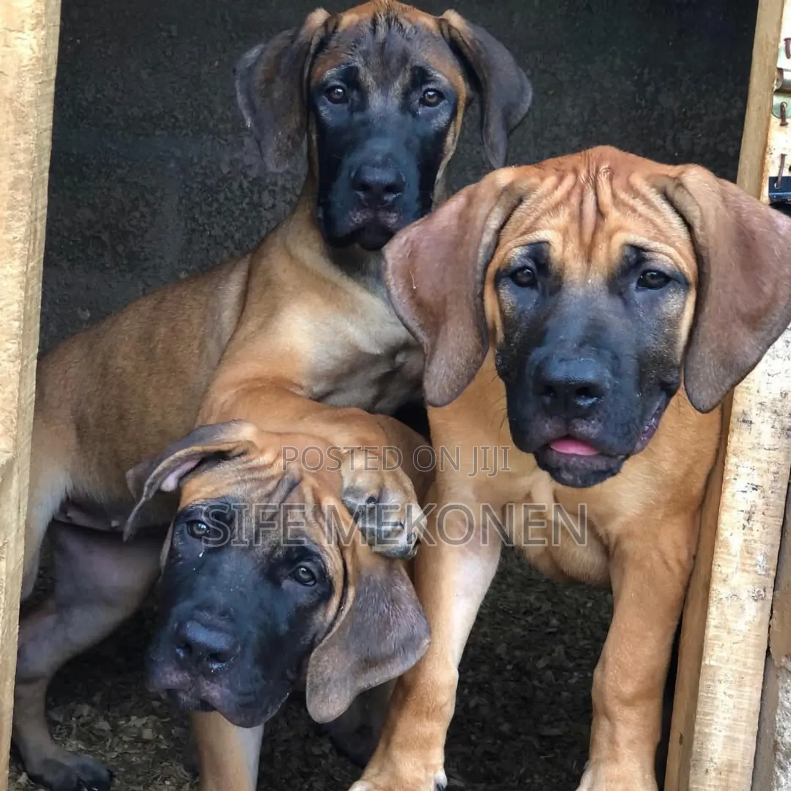 1-3 months Male Purebred Boerboel