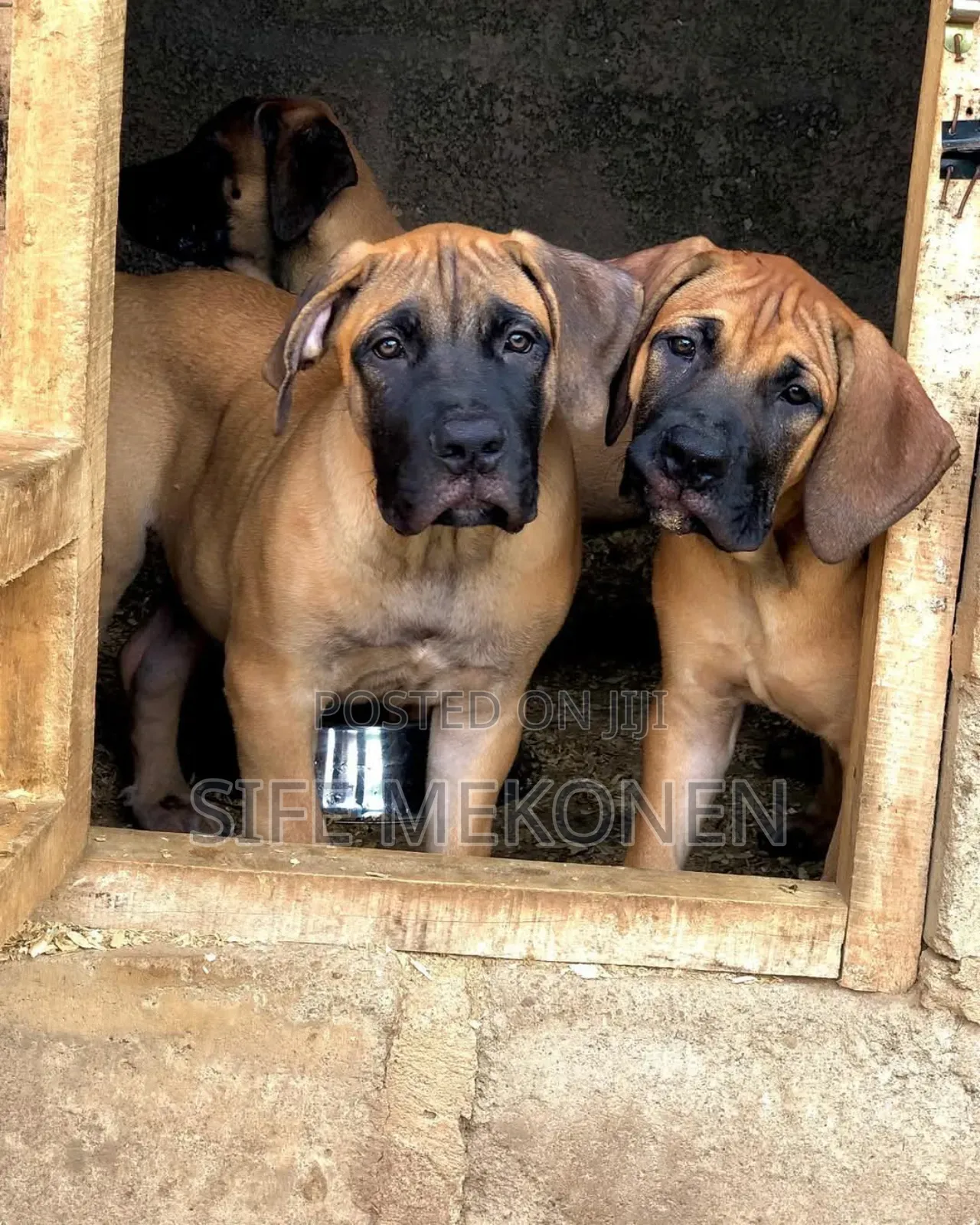 1-3 months Male Purebred Boerboel
