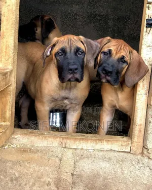 1-3 months Male Purebred Boerboel