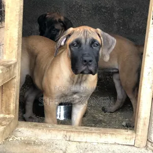 1-3 months Male Purebred Boerboel