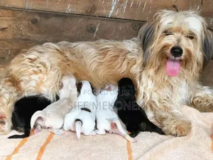 Photo - 1-3 months Male Purebred Maltese